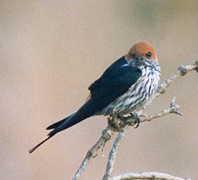 birdie