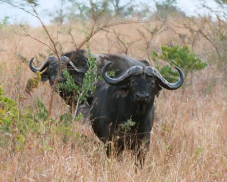 Buffalo
