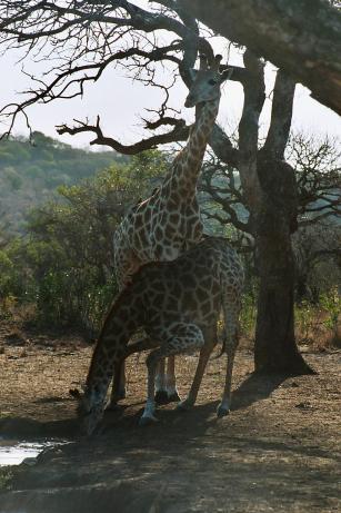 Drinking Giraffe