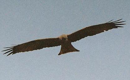 Eagles and Vultures 1