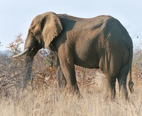Elephant