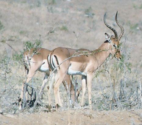 Impala
