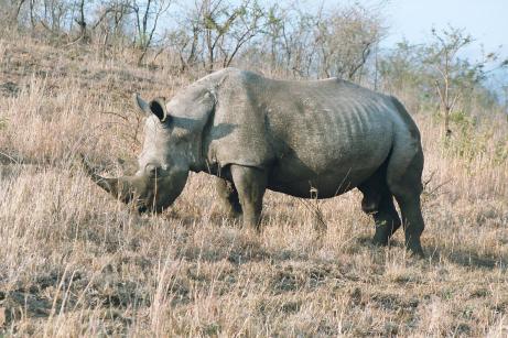 White Rhino