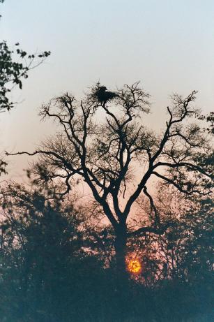 Vultures in Trees