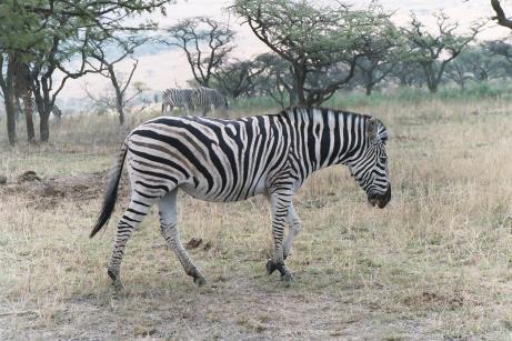 Zebra