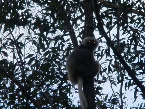 Flash picture of a wild lemur high up a tree, showing an extra pair of baby eyes 
