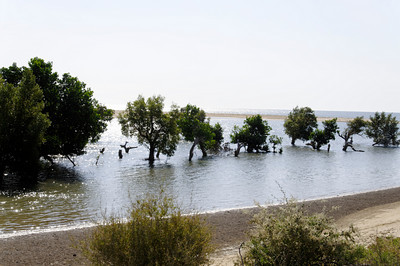 Mangrove Forest