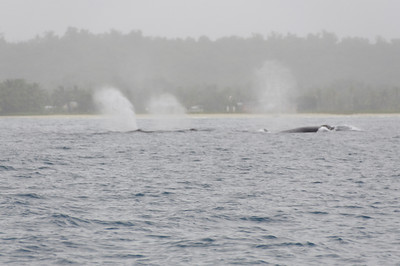 Group of 7 whales
