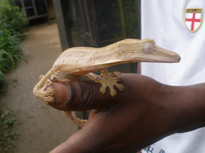 Uroplatus gecko in the Peyreras reserve, sitting on the thumb of our local guide