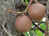 Kanonsballenboom